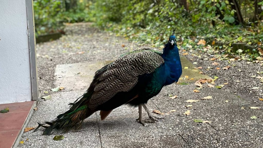 Vogelpark Olching_Pfau