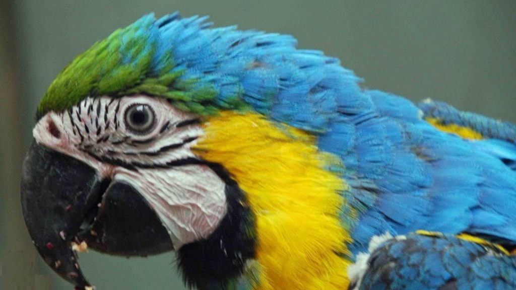 Vogelpark Olching Papagei